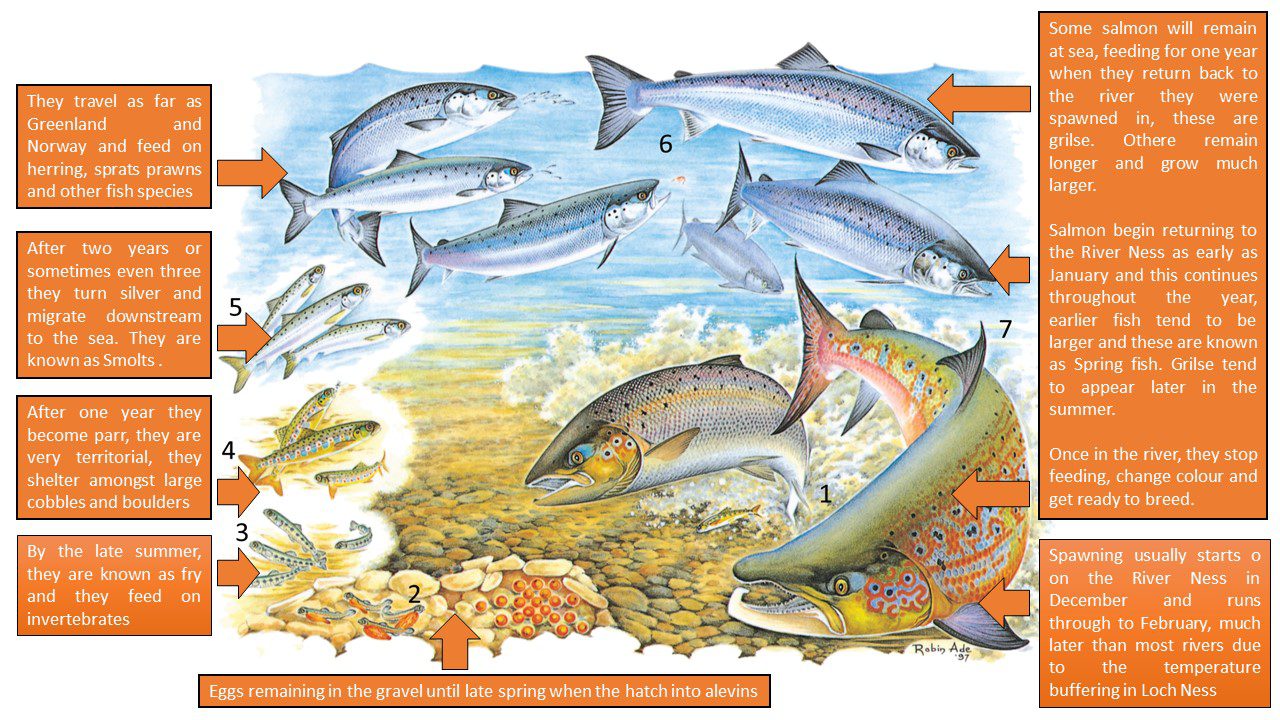 Know your catch: The differences between Atlantic salmon and brown